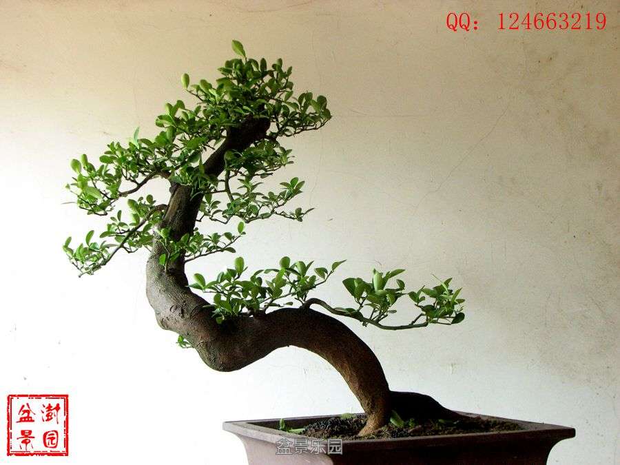 IMG_2867___.jpg