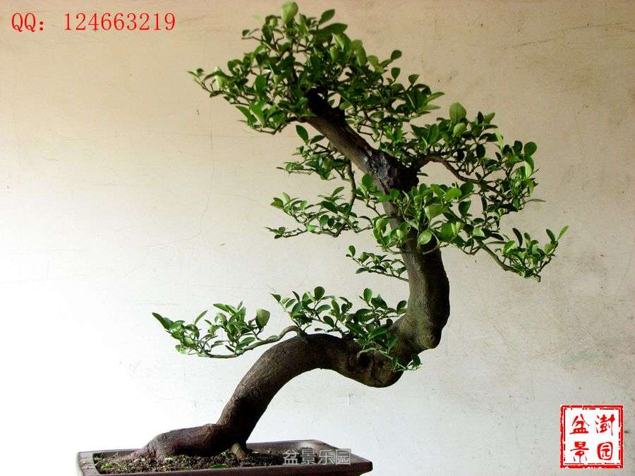 IMG_2865___.jpg