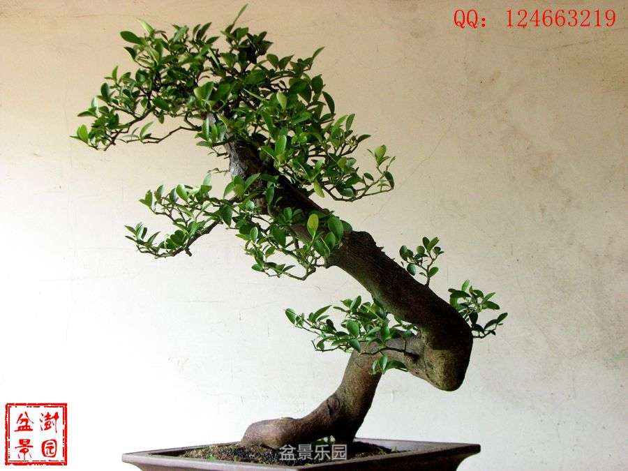 IMG_2866___.jpg