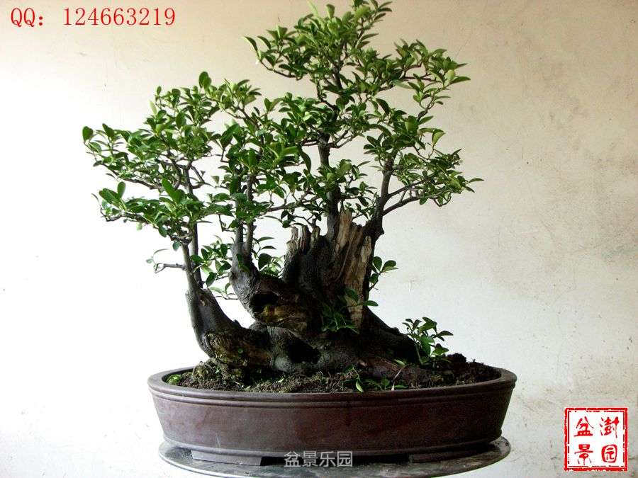 IMG_2875___.jpg