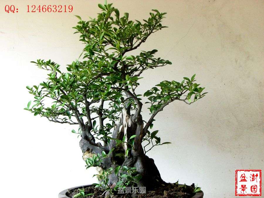 IMG_2877___.jpg