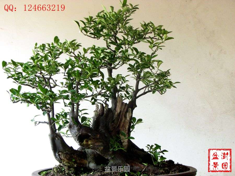 IMG_2876___.jpg
