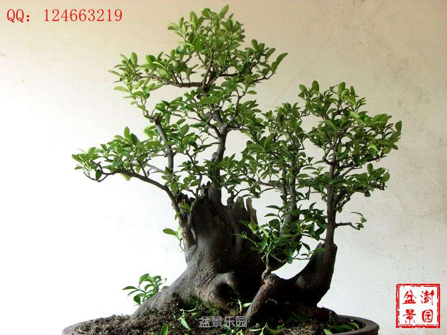 IMG_2878___.jpg
