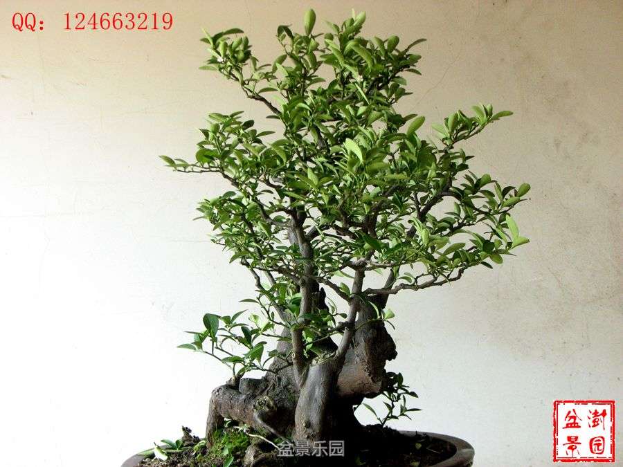 IMG_2879___.jpg