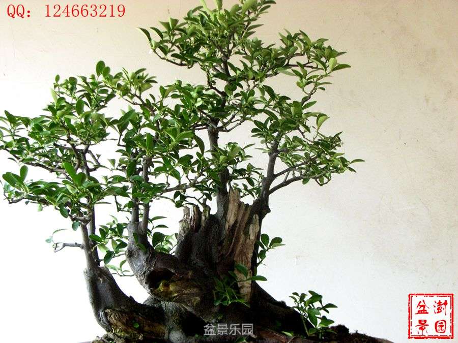 IMG_2880___.jpg