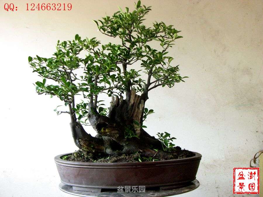 IMG_2881___.jpg