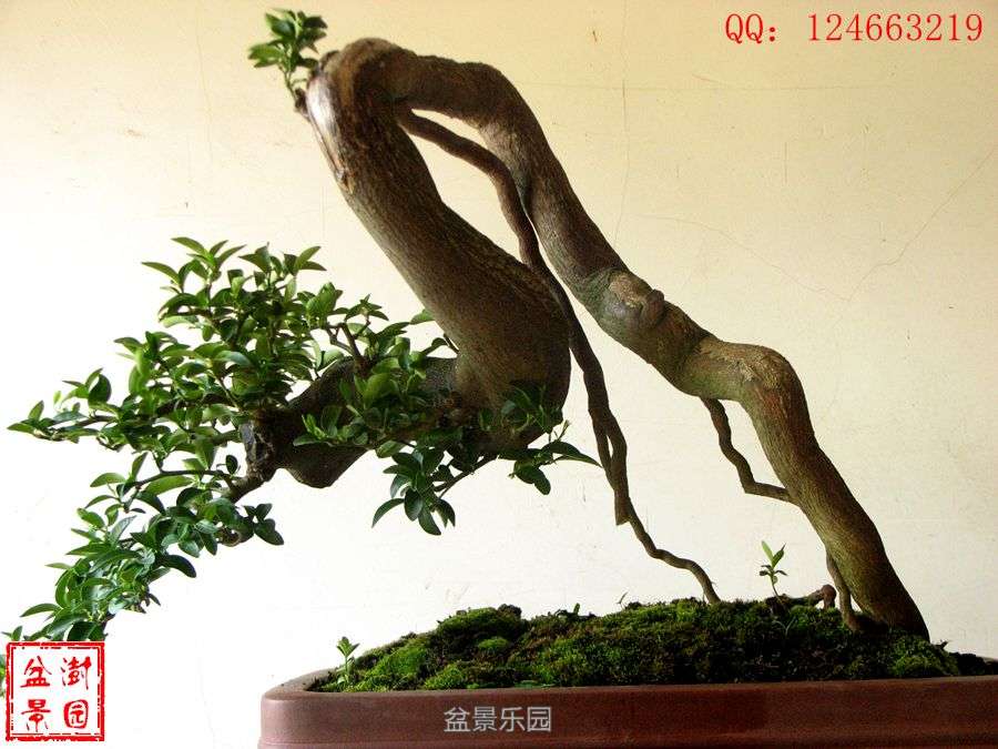 IMG_2890___.jpg