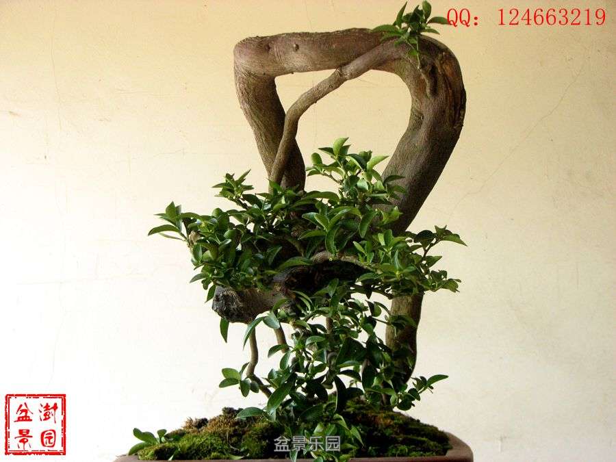 IMG_2893___.jpg