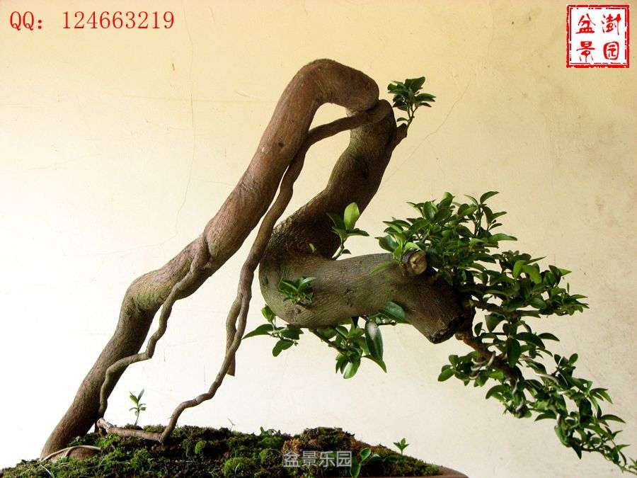 IMG_2892___.jpg