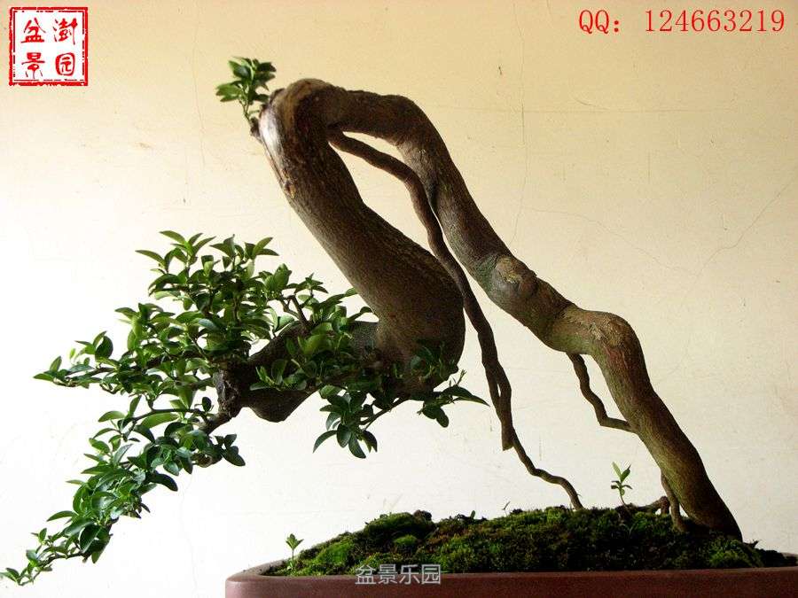 IMG_2894___.jpg