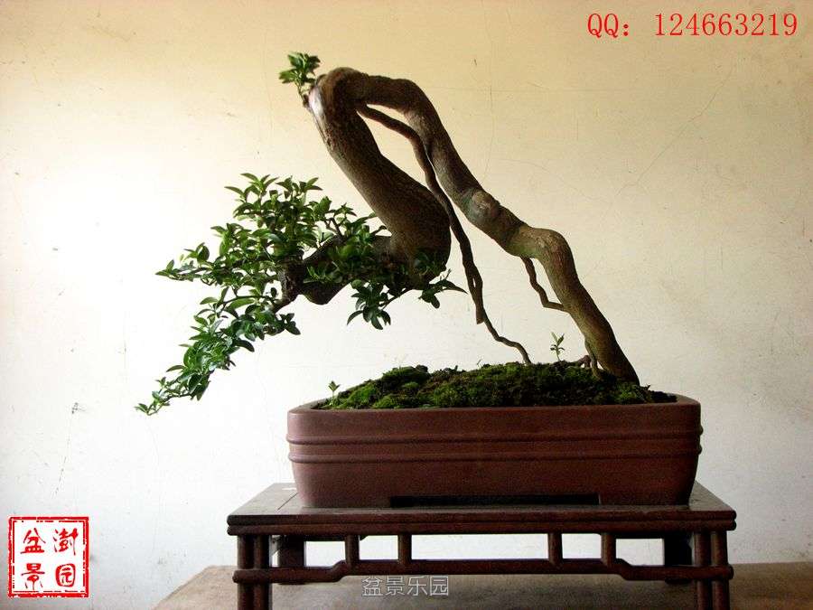 IMG_2895___.jpg