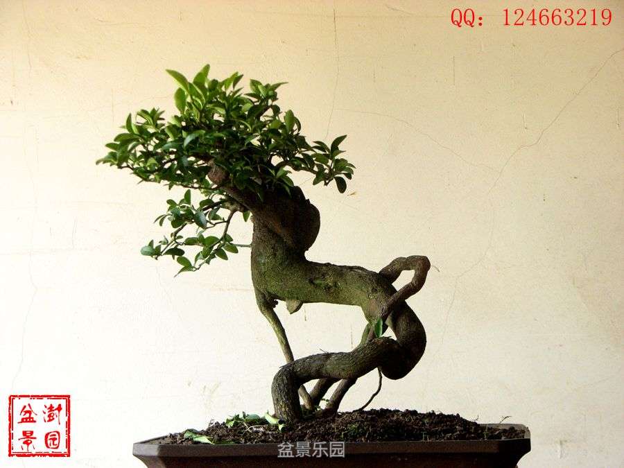 IMG_2898___.jpg
