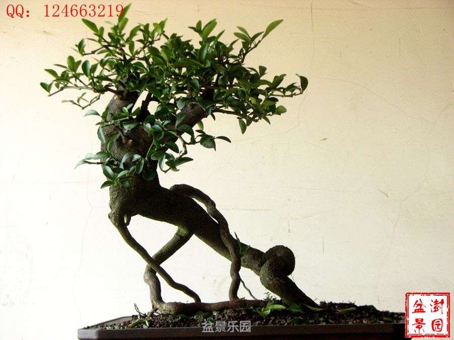IMG_2897___.jpg
