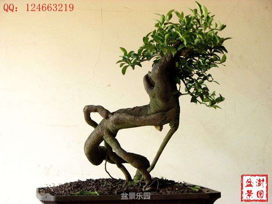 IMG_2900___.jpg