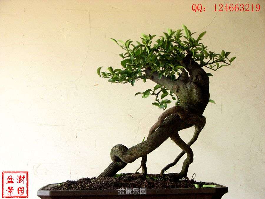 IMG_2899___.jpg