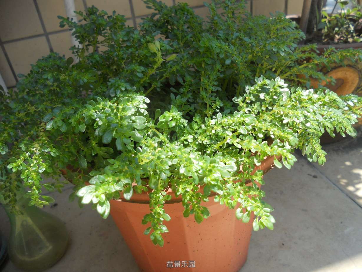 DSCN4038.jpg