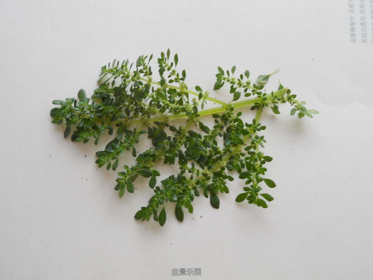 DSCN4040.jpg