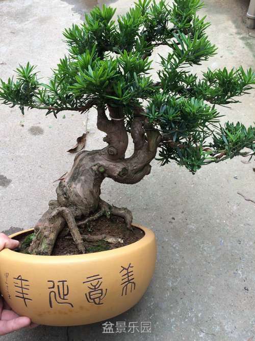 ϸͼչʾ