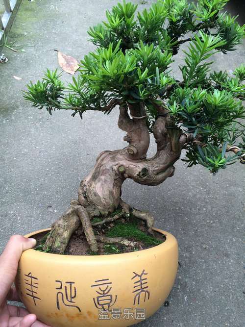 ϸͼչʾ