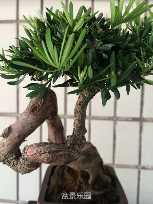 ϸͼչʾ