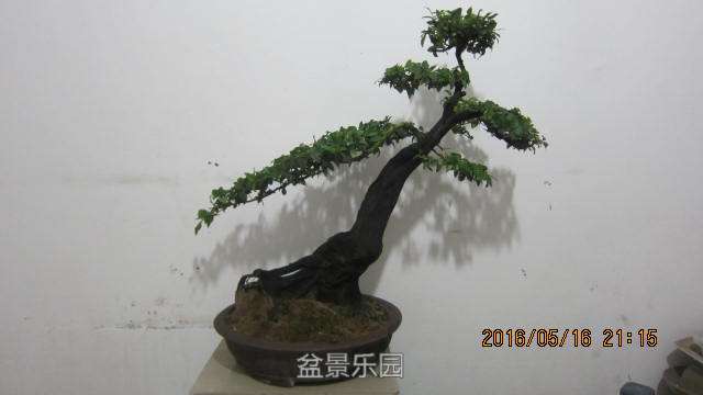 IMG_6572.jpg