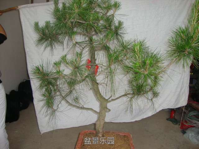 DSC03401_.jpg