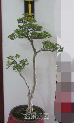 IMG_2629_ͼ.jpg