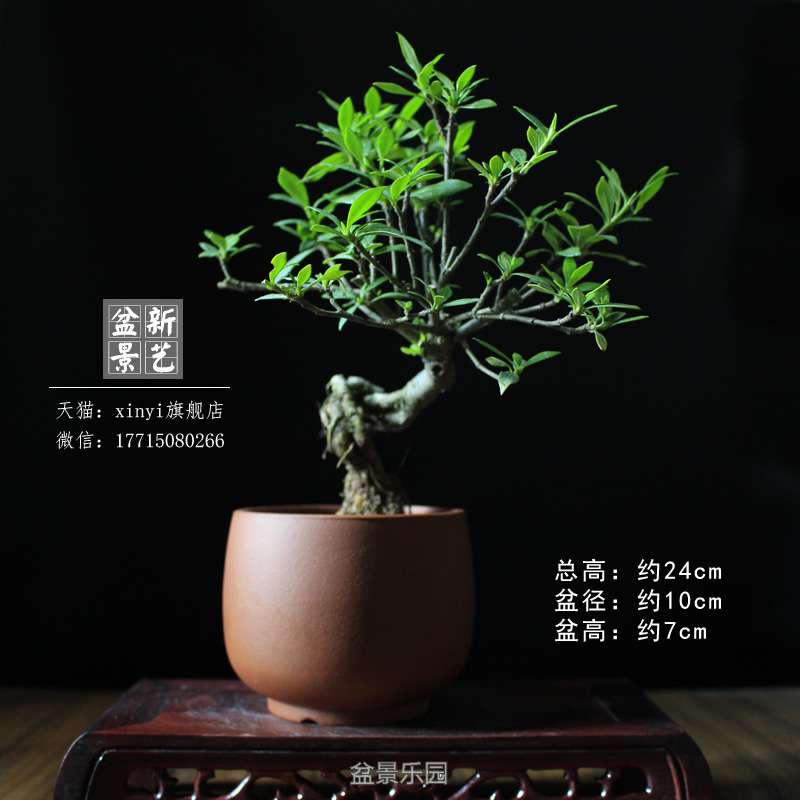 zzh053.JPG