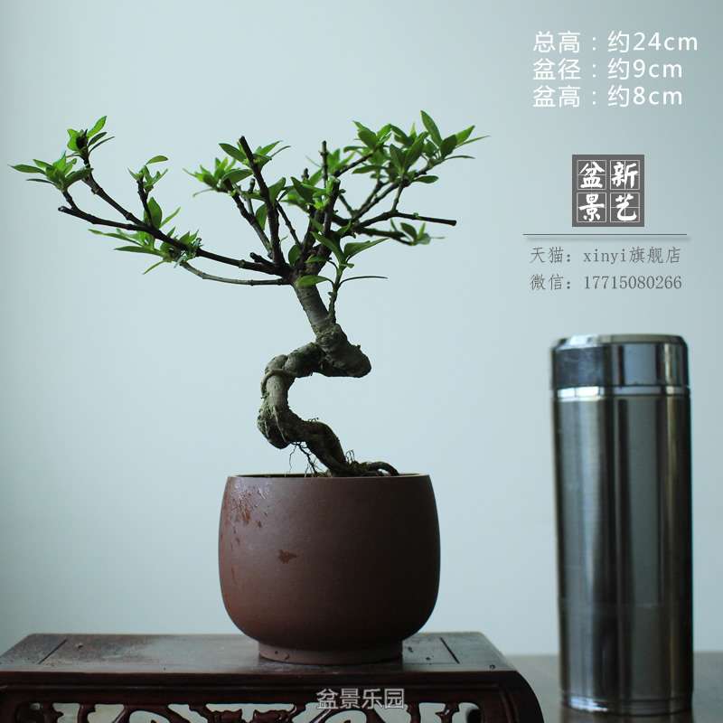 zzh065.JPG