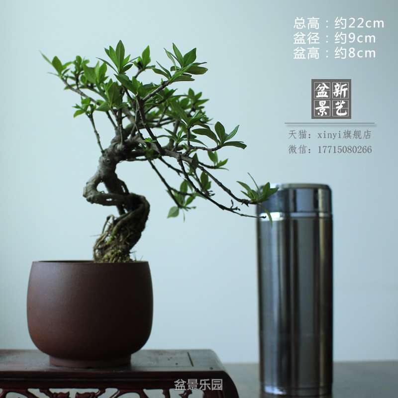zzh068.JPG