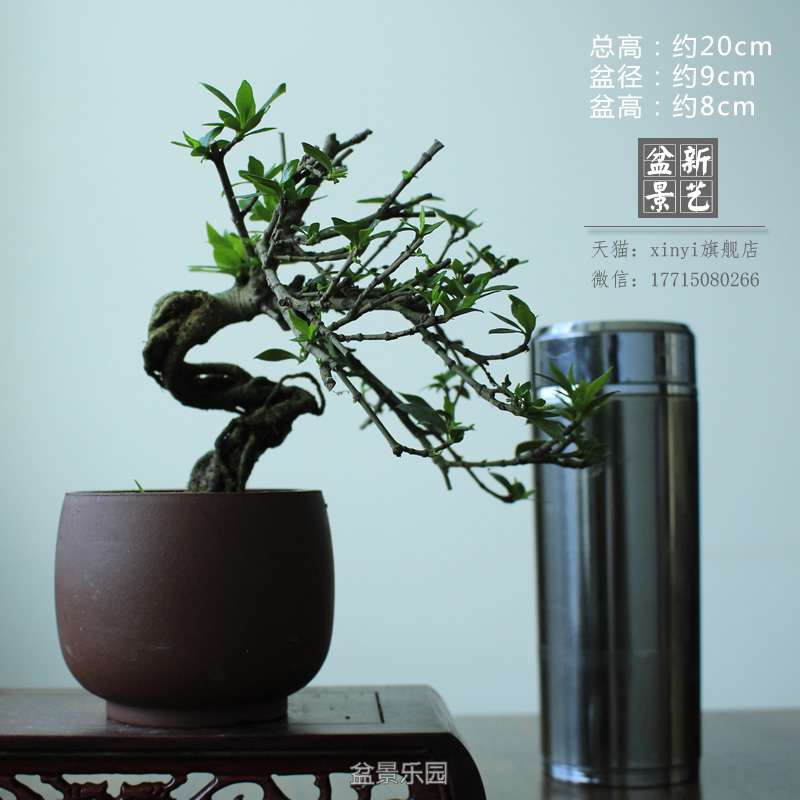 zzh081.JPG