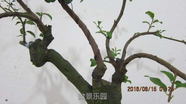 IMG_7230.jpg