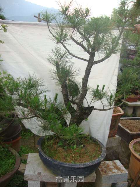 DSC03425_.jpg