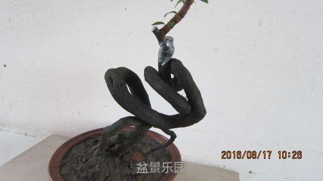 IMG_7250.jpg