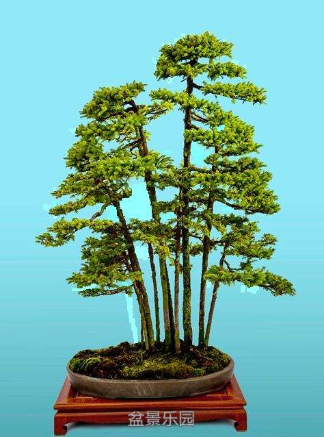 105655d620yi0zb9mxmlb6.jpg.thumb (1).jpg