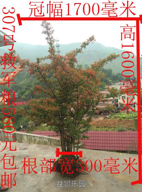 IMG_20160827_090424.jpg