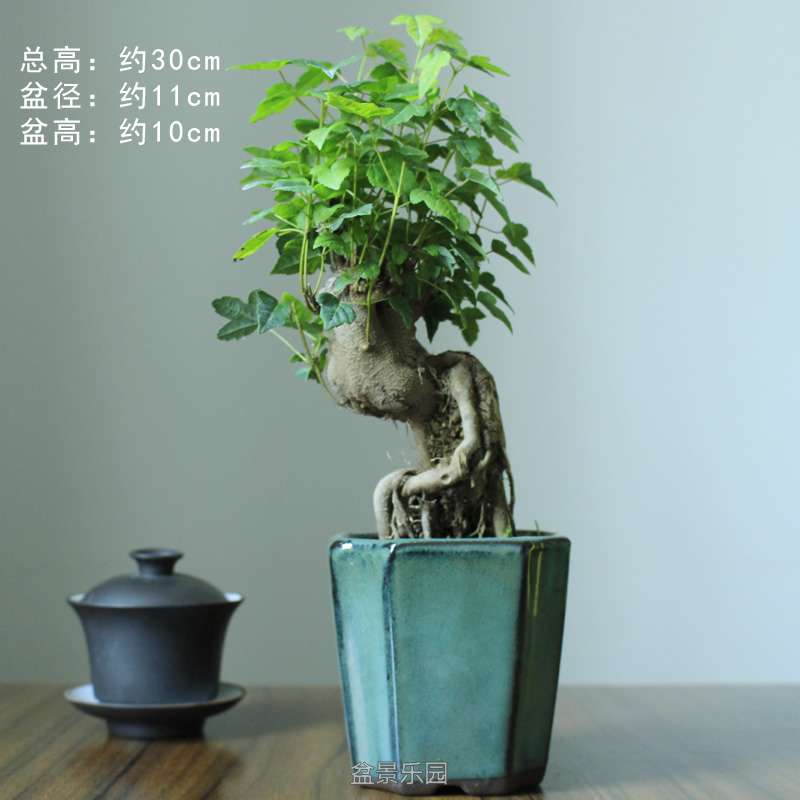 003.JPG
