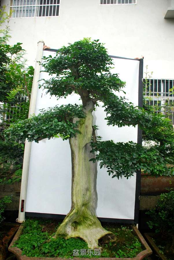 150cm Ұ