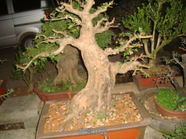 DSC06557.JPG