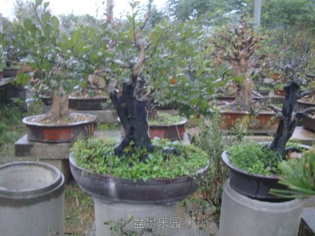 DSC06564.JPG