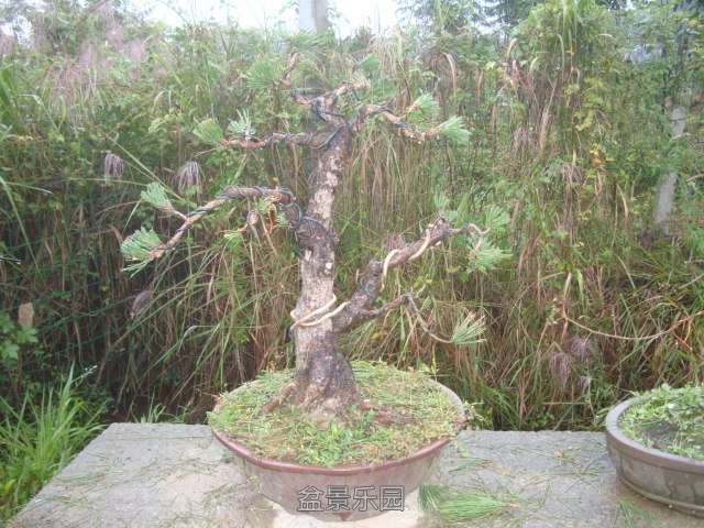 DSC06571.JPG