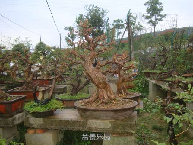 DSC06574.JPG