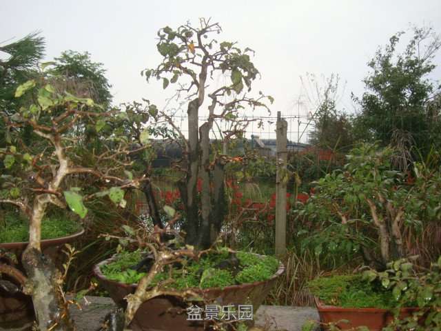 DSC06583.JPG