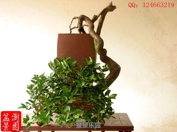 IMG_3047___.jpg