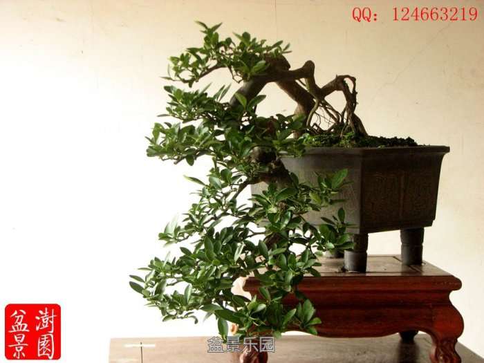 IMG_3050___.jpg