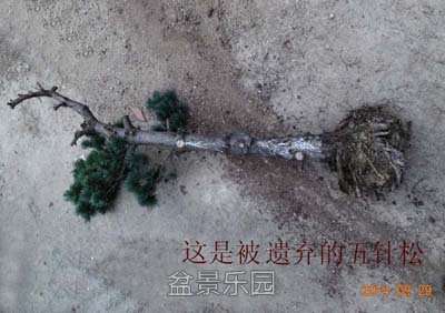 ����������01 4.jpg