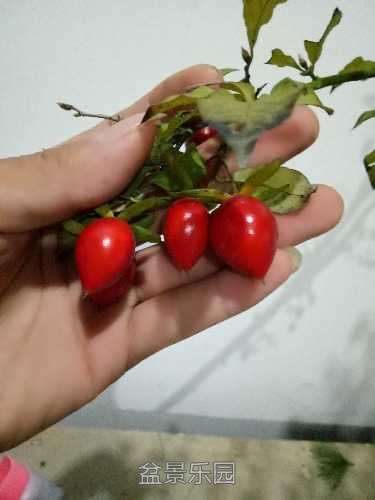 IMG20161018210218.jpg