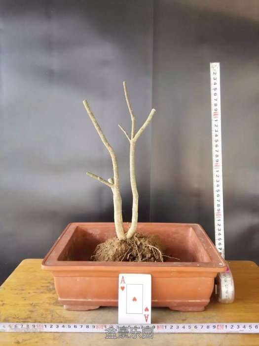 psb (2).jpg