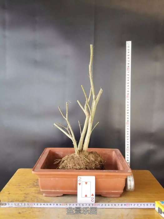 psb (4).jpg