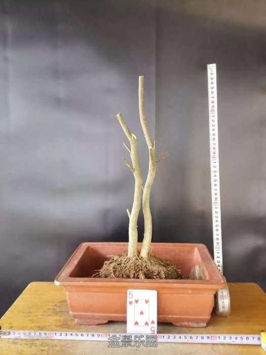 psb (10).jpg